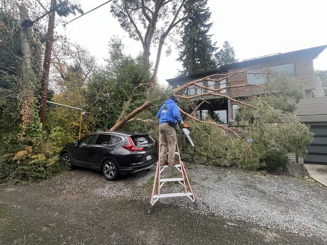 Shrub Pruning or Trimming